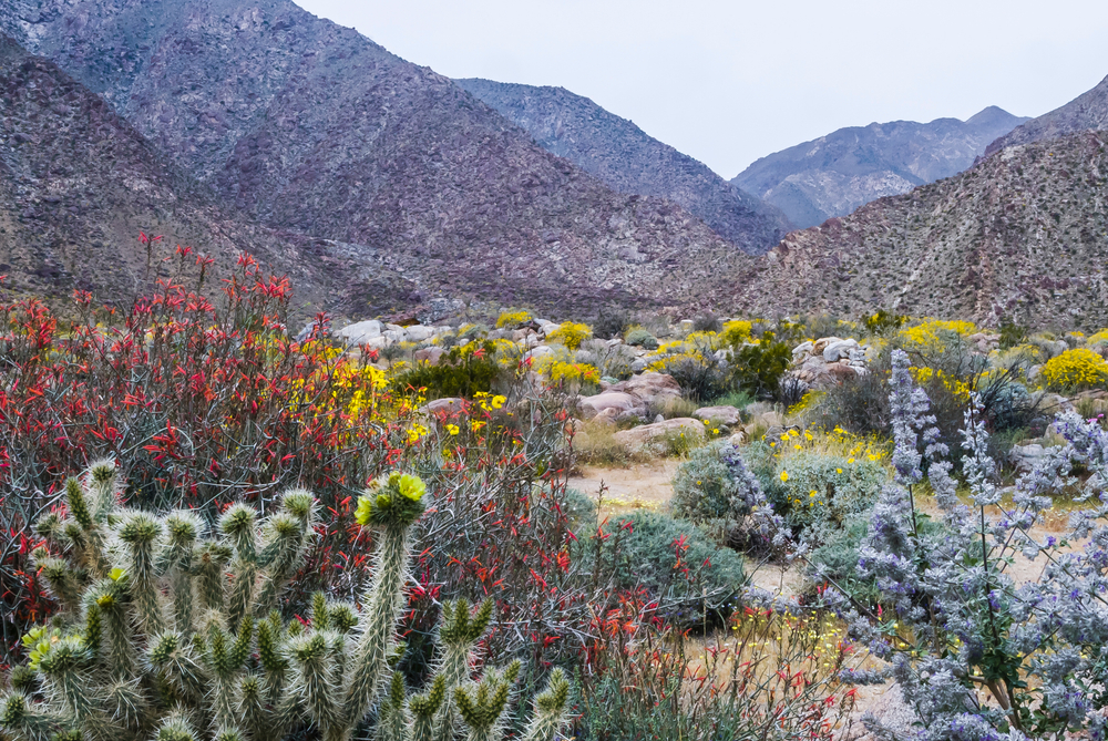 Morning at Anza-Borrego State Park