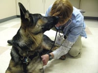 Wyatt gets treated at Colorado State University Veterinary Teaching Hospital.