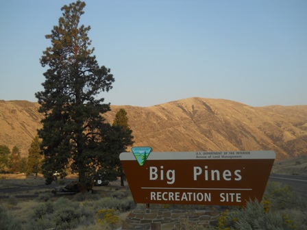 Big-Pines.jpg
