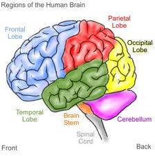 brain.png