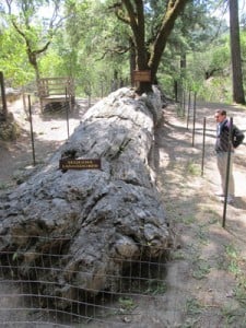 petrified forest california sequoia