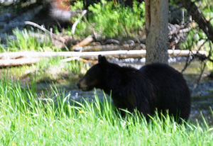 Mama Black Bear Watching Her Cubs