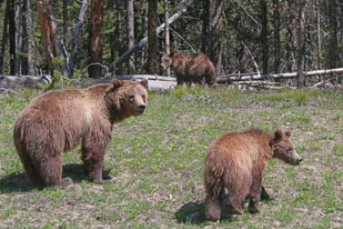 Mama Grizzly with Juvenile Cubs, Yellowstone National Park