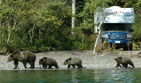 Bears near camper