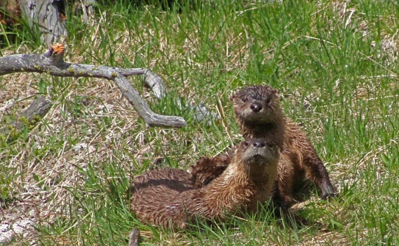 River Otters in Yellowstone National Park