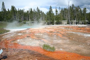 Colors in Thermal Basin Yellowstone National Park