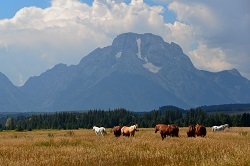 Horses grazing in Grand Teton. 