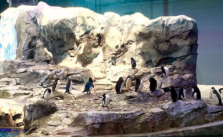 The new Polk Penguin Conservation Center at the Detroit Zoo. Photo by Gregory Varnum