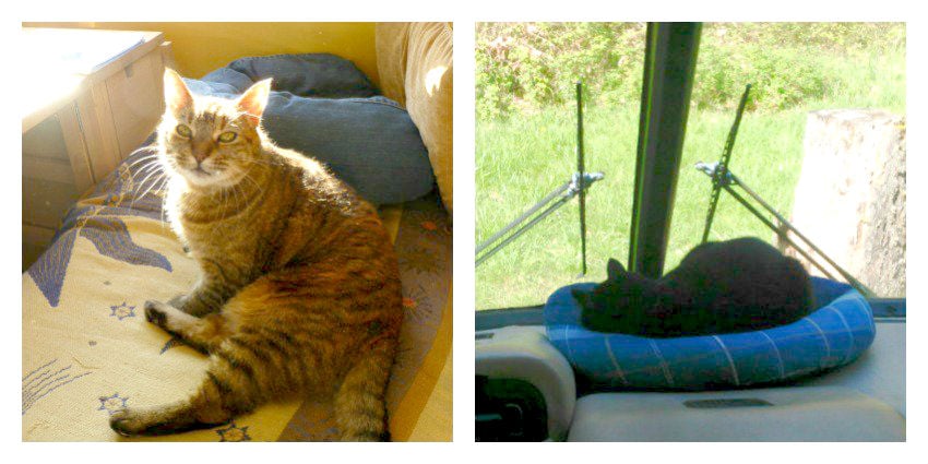 RVing with cats