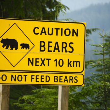 RVing bear safety warning tips