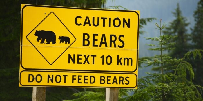 RVing bear safety warning tips