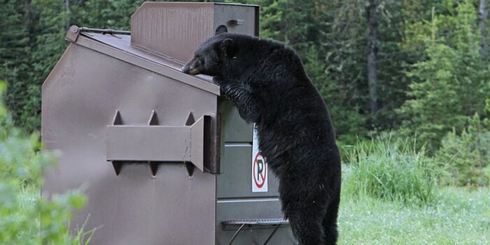 keep bears out of campsites