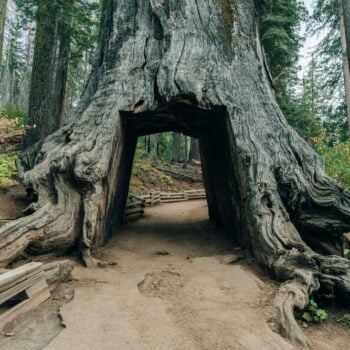 drive through giant redwoods tree california