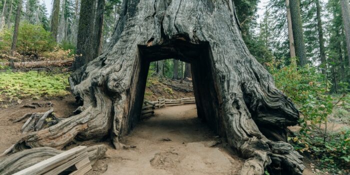 drive through giant redwoods tree california