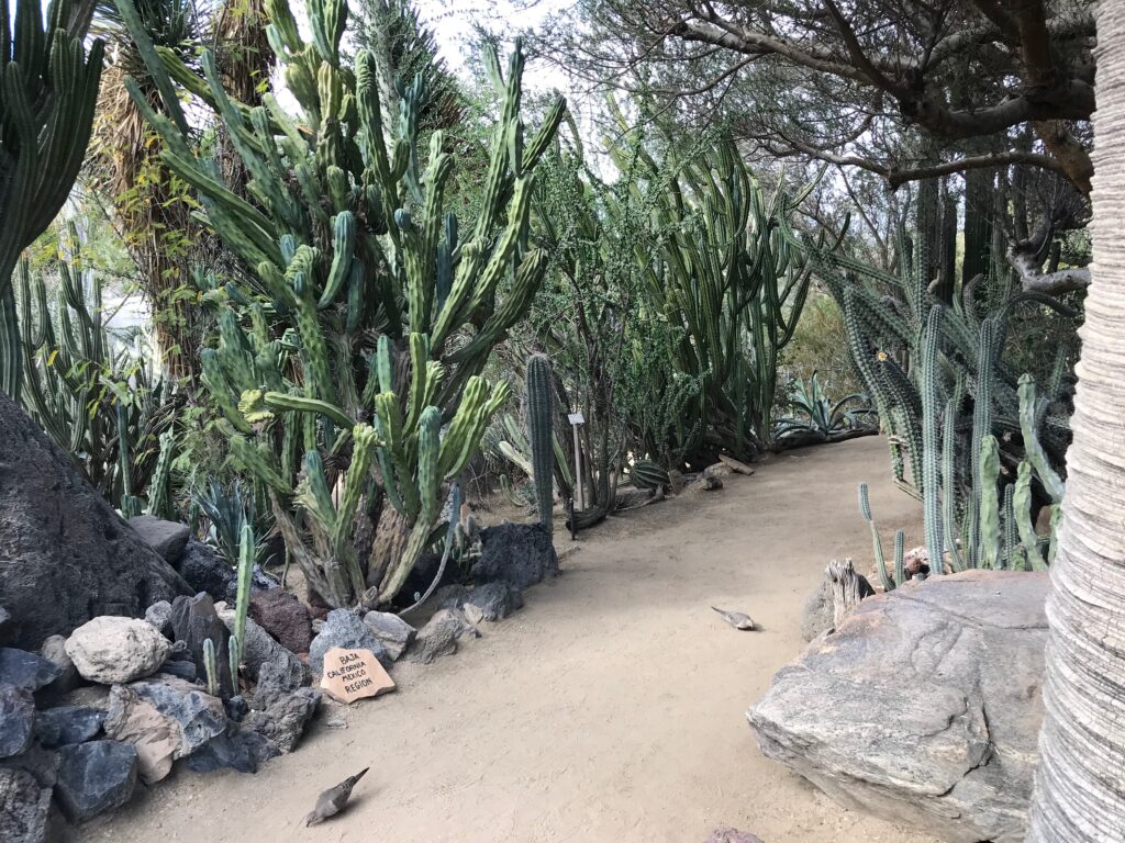 Path through the cactus garner