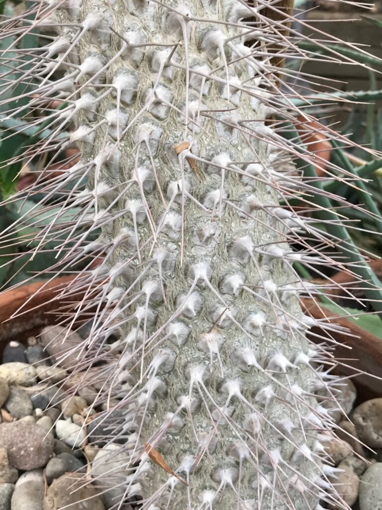 Close up of a very sharp cactus