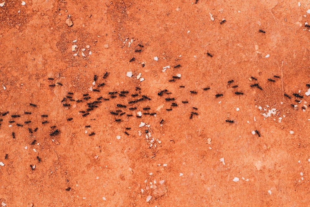 Ants on a trail 