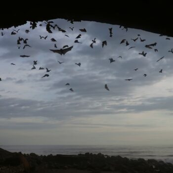 summer bat cave outflight