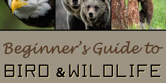 Beginner's Guide to Bird & Wildlife Photography