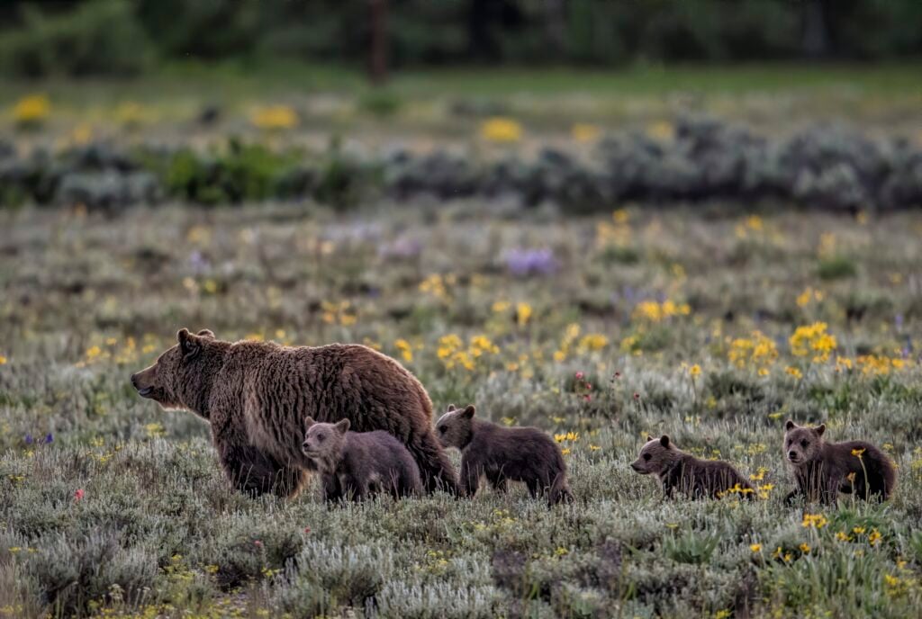 Bears in Yellowstone