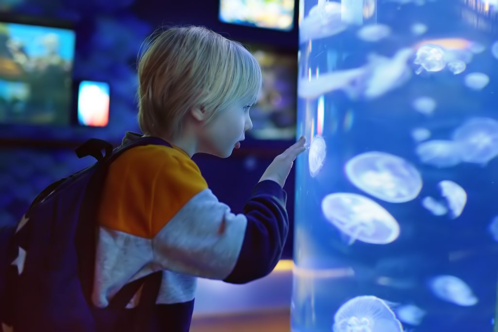 Boy with blonde hair and backpack touching the outside of an aquarium with jellyfish. Roadschool groups can tell you about cool places all over the US.