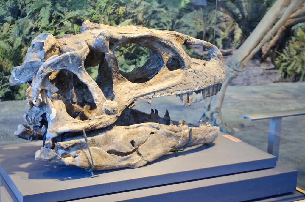 dinosaur bones in museum, seen while RV camping in Colorado