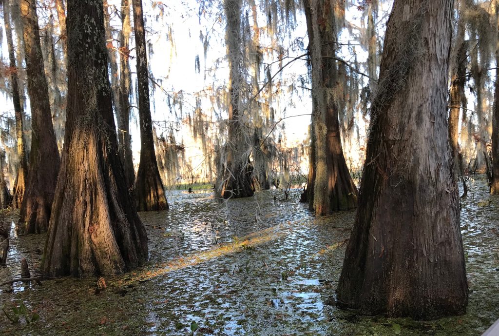 cypress trees draped in moss in a Louisiana swamp