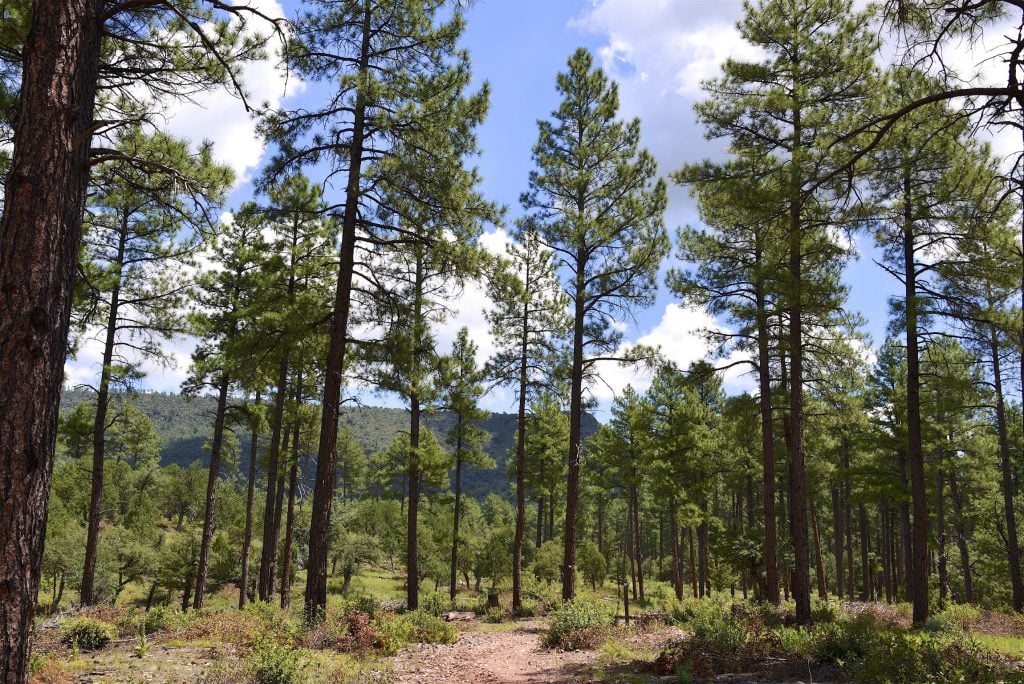 A forest of ponderosa pines trees with blue skies and clouds in the background. Boondocking in California will get you views like this one. 