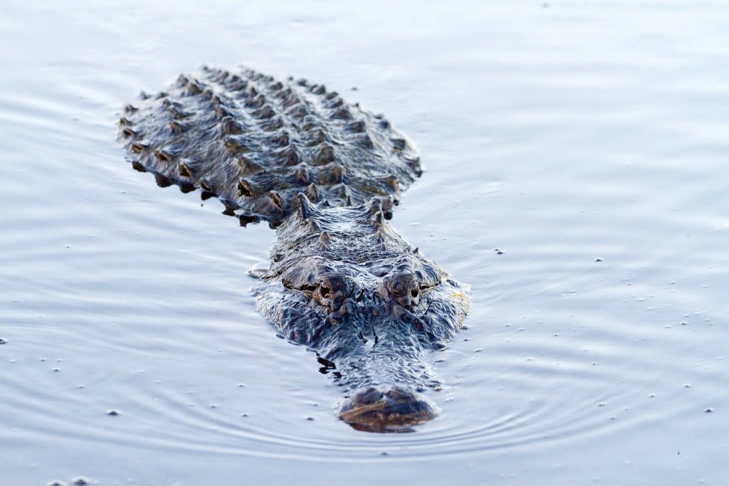 An alligator spotted while Boondocking In Georgia