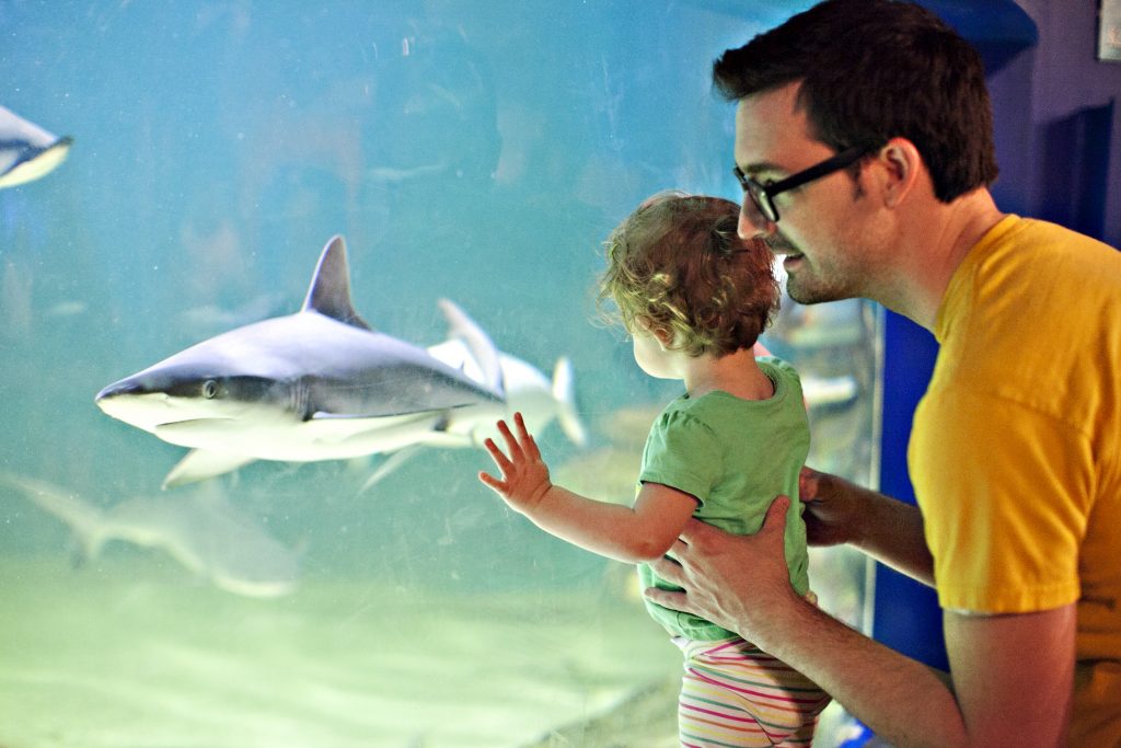 Man with his small child in front of a shark tank at an aquarium. A destination he learned about on a roadschooling blog. 
