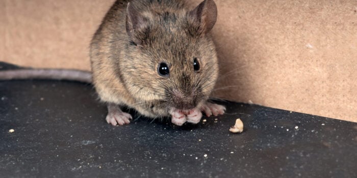 mice in an RV - closeup