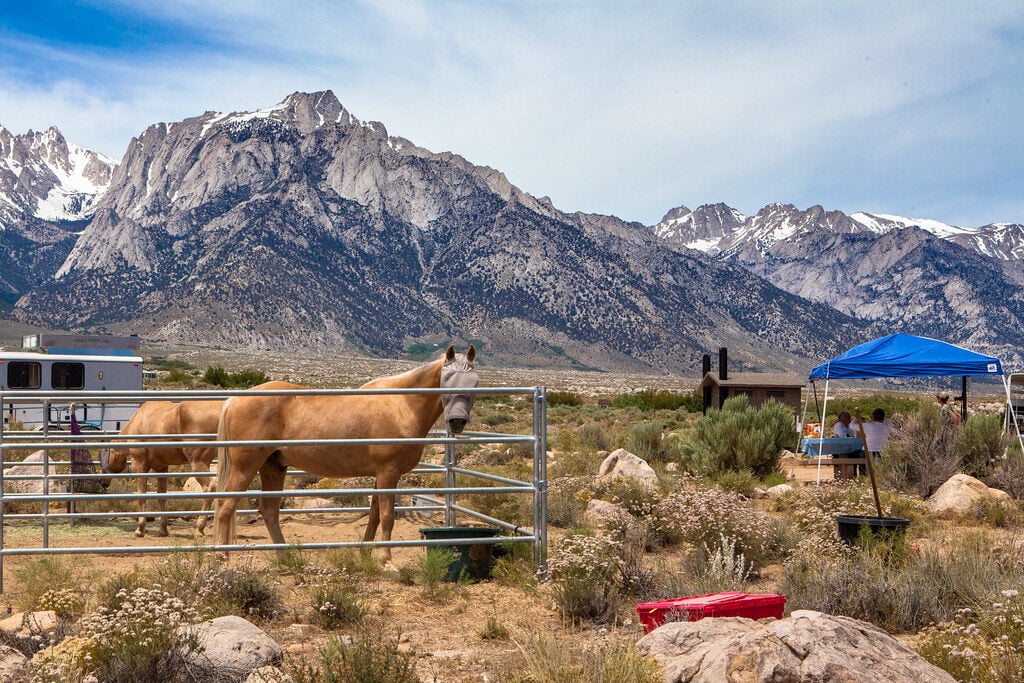 view of horses and mountains from equestrian campgrounds