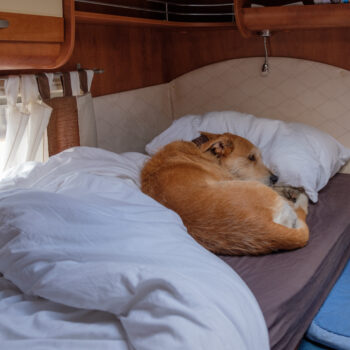 dog laying in RV bed - above RV carpet