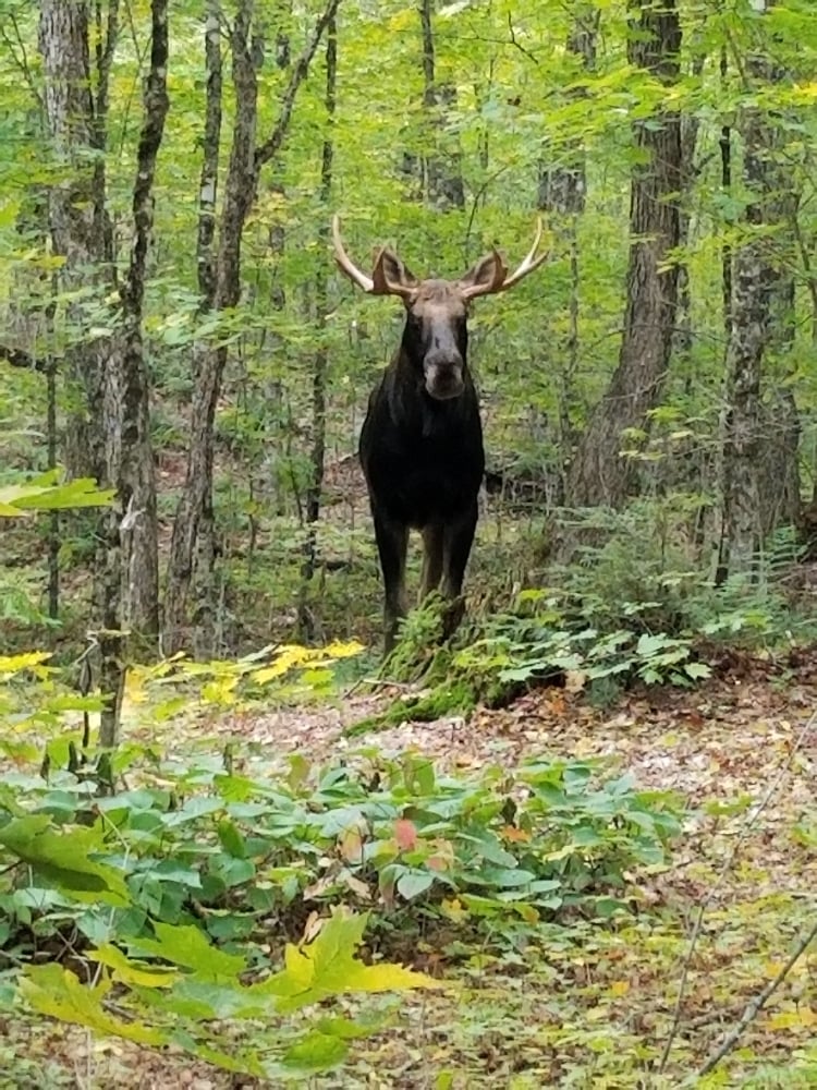 This moose was spotted while camping in Algonquin Provincial Park