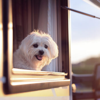 dog in RV - with Waggle Pet Monitor inside