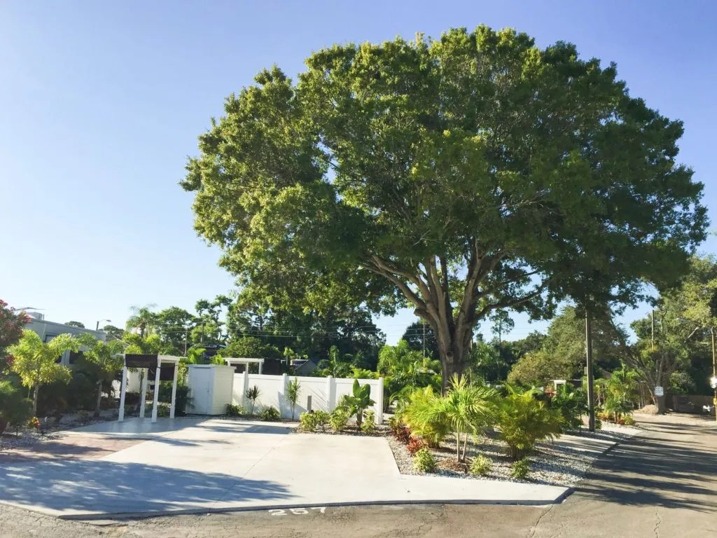 A large shade tree stands just behind the plant-lined parking spot. 