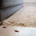 roaches on floor - feature image for how to prevent roaches