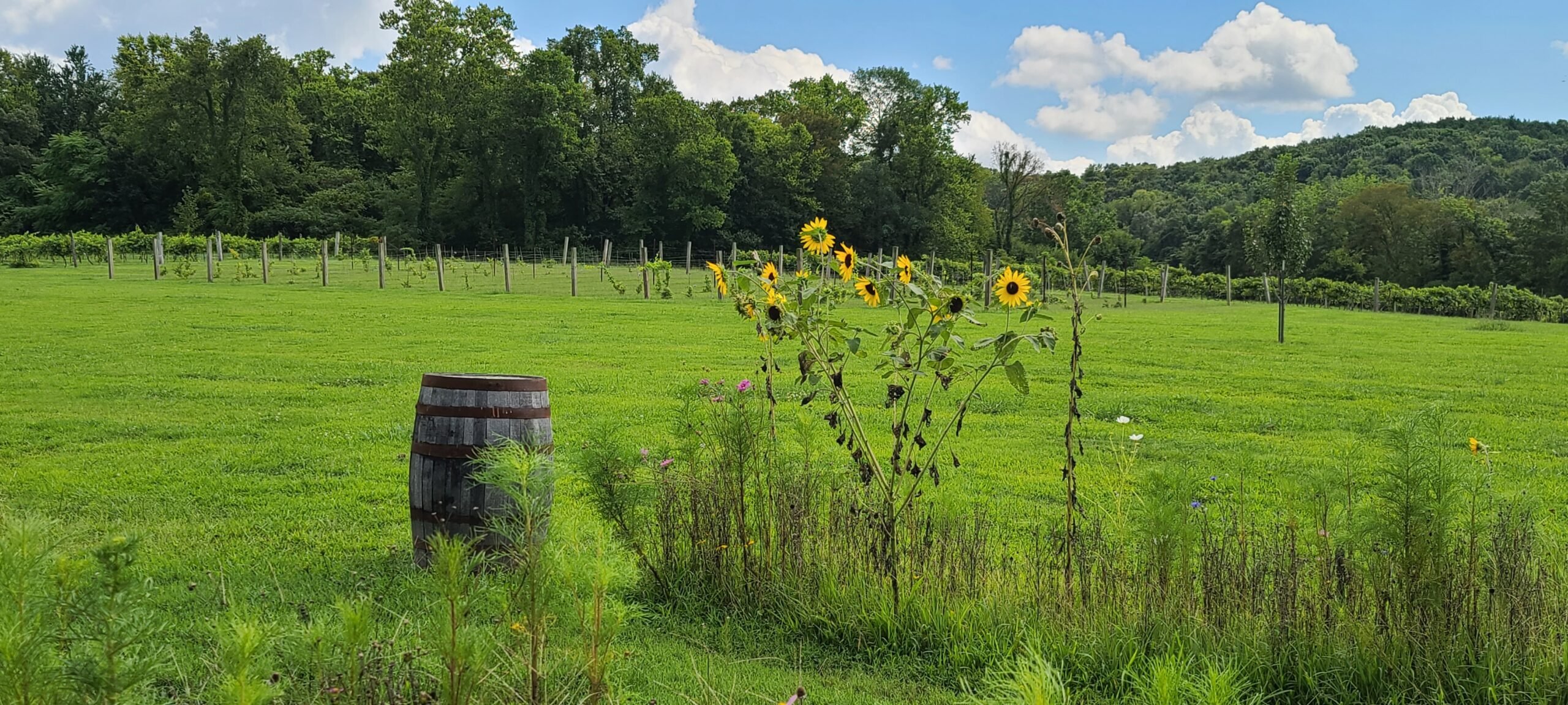 landscape with sunflowers - feature image for Places To Go RVing This Spring