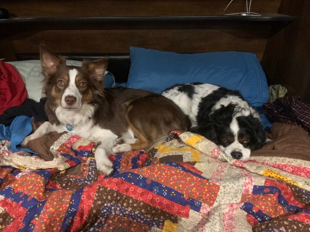 red dog and black and white dog laying on a colorful quilt