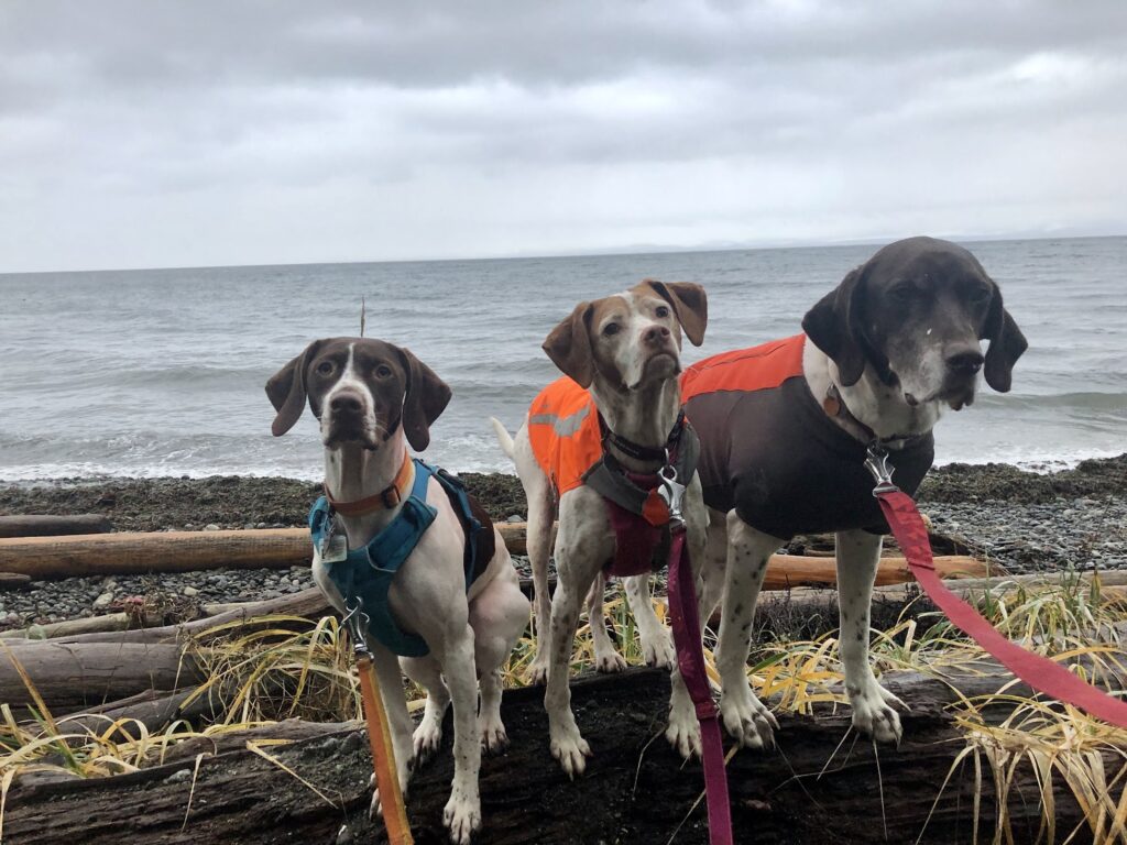 3 pointers wearing dog harnesses facing camera at beach