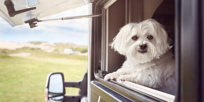 dog hanging out window in RV - feature image for RV camping with dogs article