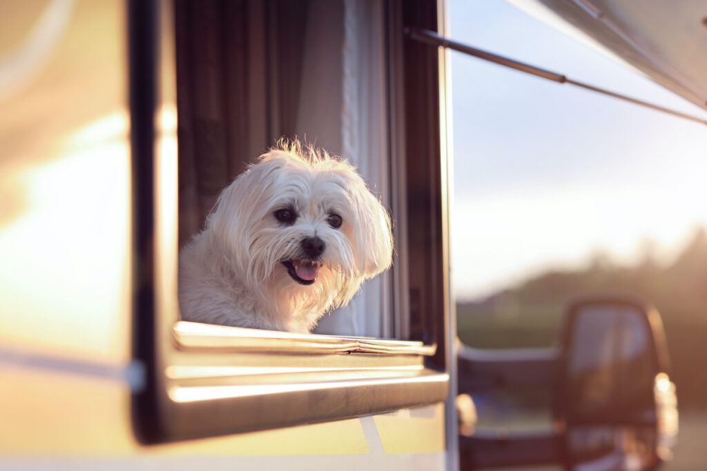 white maltese dog with head out RV Window