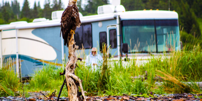 eagle perched in front of a motorhome - feature image for birdwatching while RVing