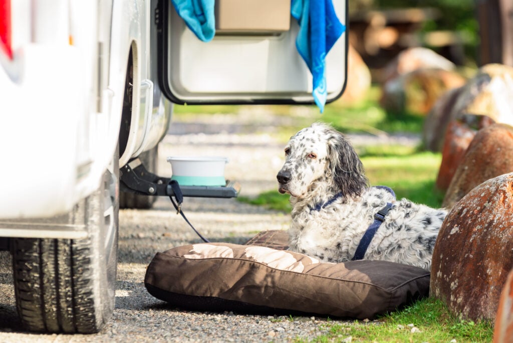 dog outside of RV - feature image for How To Keep Your Dog Quiet While Camping
