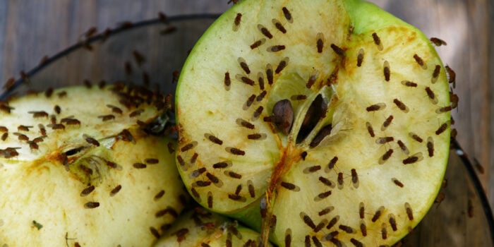 fruit flies on an apple - feature image for how to get rid of fruit flies in an RV
