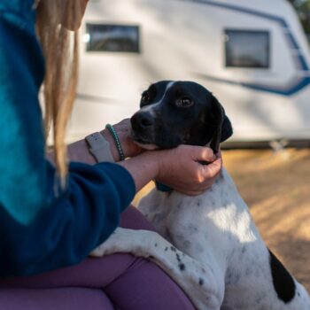 dog in RV - feature image for how to keep your dog cool while camping