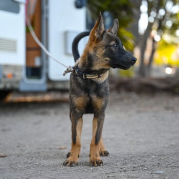 RV camping with dogs, image of dog outside of RV