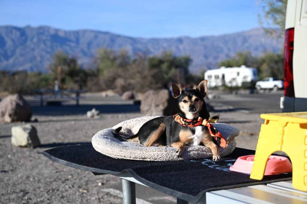 dog in RV park - feature image for annoying things people do while camping