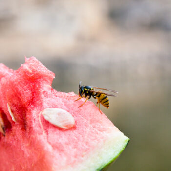 Wasp on a slice of watermelon