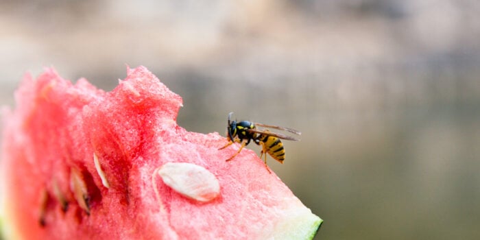 Wasp on a slice of watermelon